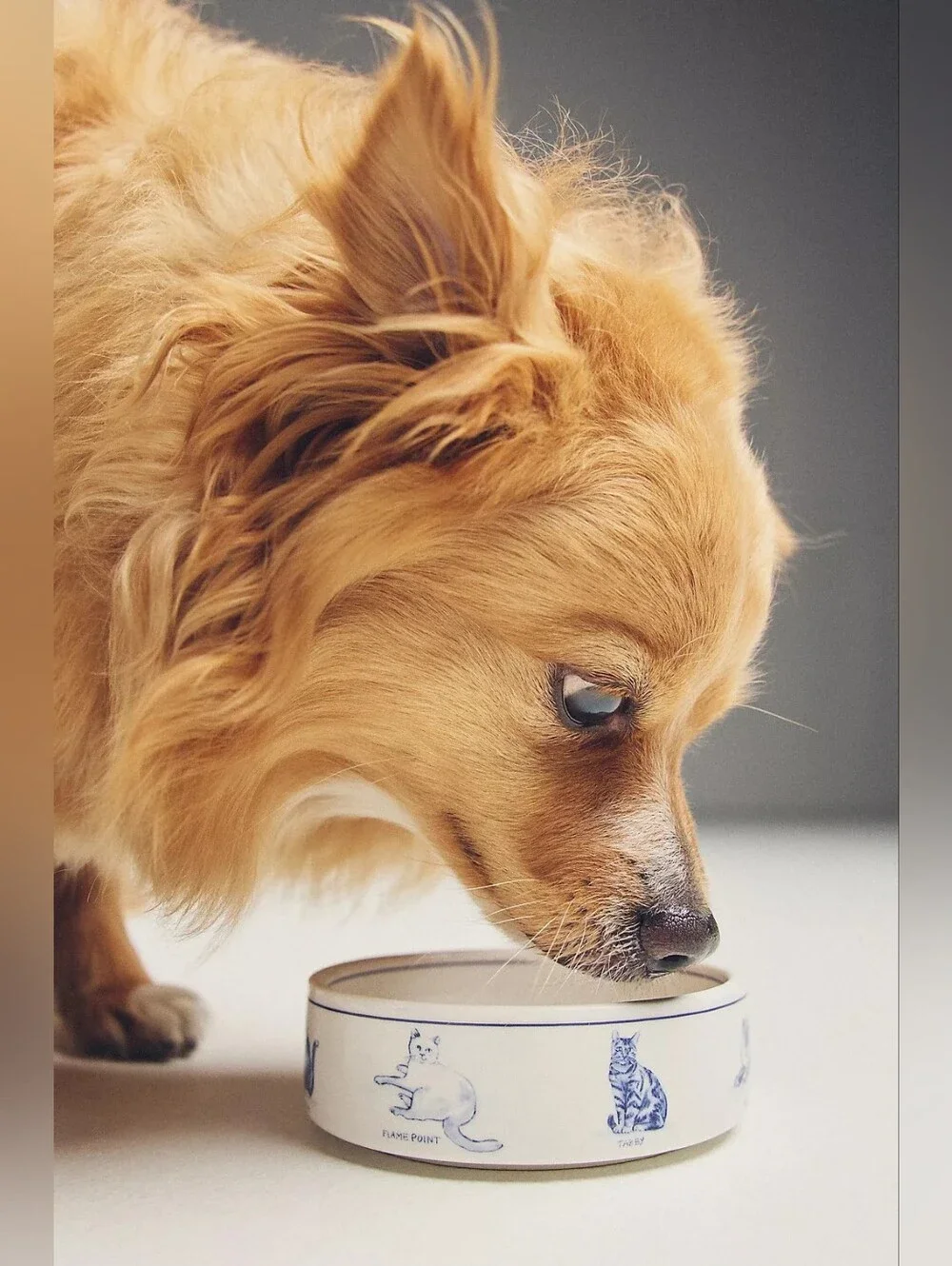 Anthropologie Molly Hatch Stoneware Pet Bowl Cat
